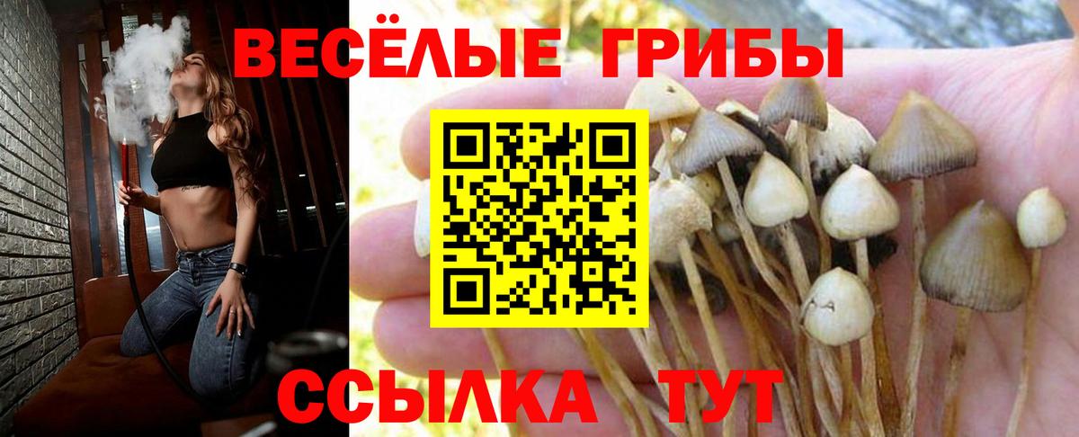 Галлюциногенные грибы Psilocybine cubensis Саранск